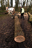 Ella Pulling The Tree Trunk