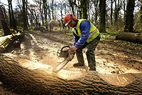 Sawing The Tree Trunk