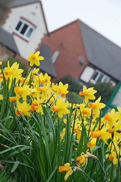 Photo of daffodils in Bradley Stoke