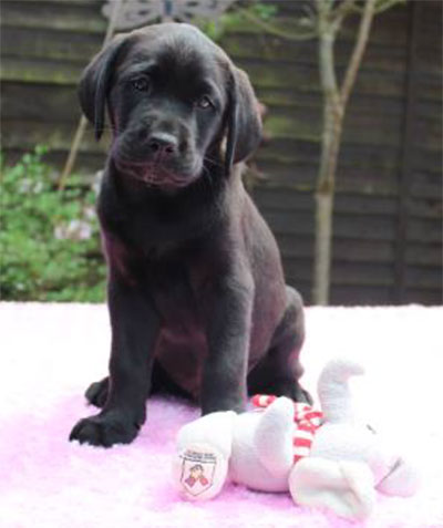 Photo of Jack, a Black Labrador puppy