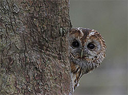 Owl Prowl