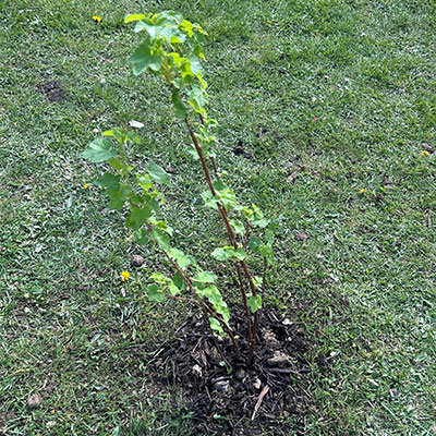 Photo of Community Planting Day in April 2026