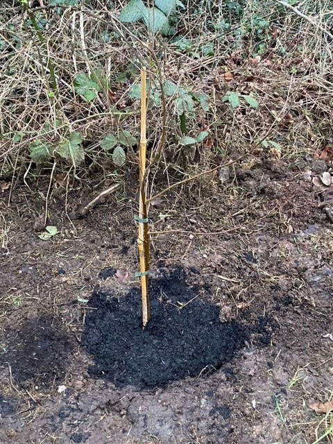 Photo of a tree planted in Bradley Stoke