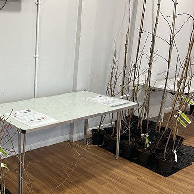 Photo of Free Tree Event in Bradley Stoke in January 2026