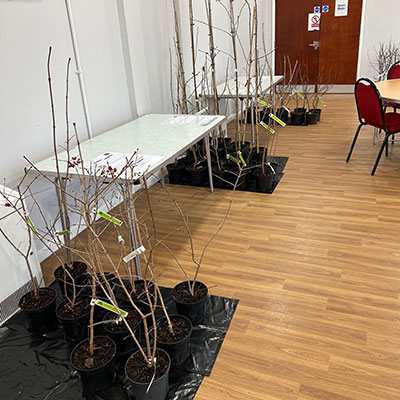 Photo of Free Tree Event in Bradley Stoke in January 2026